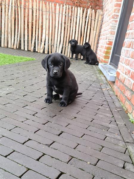 Grote foto prachtige zwarte labrador pups ouders aanwezig dieren en toebehoren retrievers spani ls en waterhonden