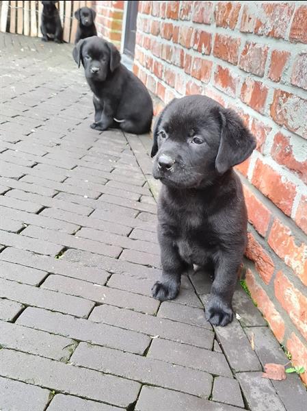 Grote foto prachtige zwarte labrador pups ouders aanwezig dieren en toebehoren retrievers spani ls en waterhonden