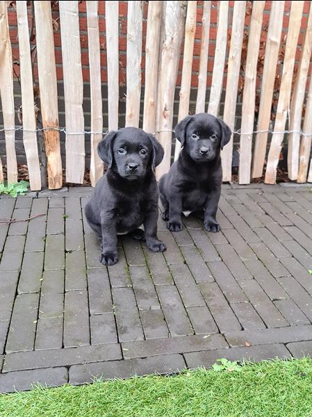 Grote foto prachtige zwarte labrador pups ouders aanwezig dieren en toebehoren retrievers spani ls en waterhonden