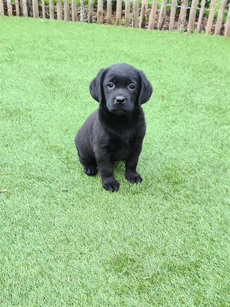 Grote foto prachtige zwarte labrador pups ouders aanwezig dieren en toebehoren retrievers spani ls en waterhonden