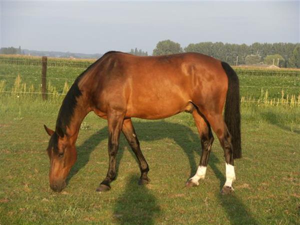 Grote foto stalling met weide en piste te huur dieren en toebehoren stalling en weidegang