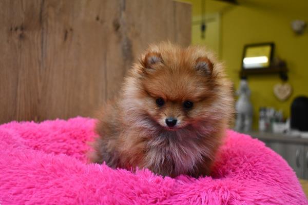 Grote foto mini dwergkees pomeriaan dieren en toebehoren poolhonden keeshonden en oertypen