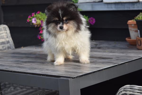 Grote foto mini dwergkees pomeriaan dieren en toebehoren poolhonden keeshonden en oertypen