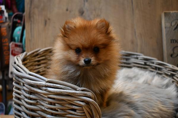 Grote foto mini dwergkees pomeriaan dieren en toebehoren poolhonden keeshonden en oertypen