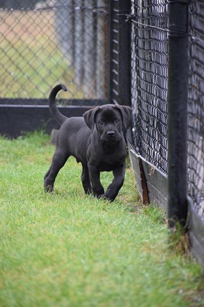 Grote foto cane corso pups dieren en toebehoren bulldogs pinschers en molossers