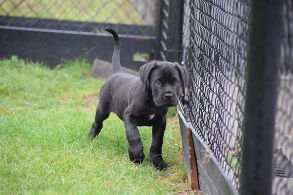 Grote foto cane corso pups dieren en toebehoren bulldogs pinschers en molossers