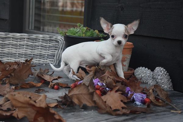 Grote foto chihuahua korthaar mini en t cup dieren en toebehoren chihuahua en gezelschapshonden