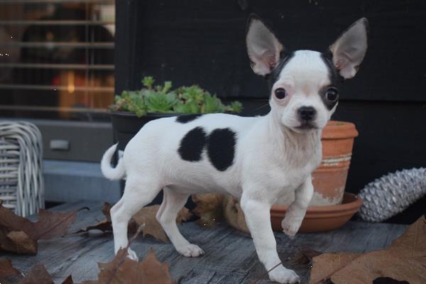 Grote foto chihuahua korthaar mini en t cup dieren en toebehoren chihuahua en gezelschapshonden