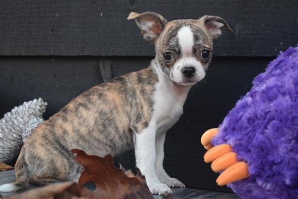 Grote foto chihuahua korthaar mini en t cup dieren en toebehoren chihuahua en gezelschapshonden