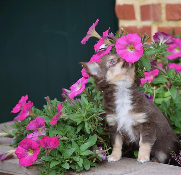 Grote foto chihuahua pups mini langhaar dieren en toebehoren chihuahua en gezelschapshonden