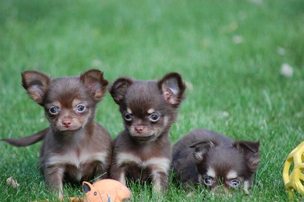 Grote foto chihuahua pups mini langhaar dieren en toebehoren chihuahua en gezelschapshonden