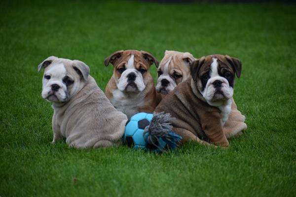 Grote foto eng.bulldog pups dieren en toebehoren bulldogs pinschers en molossers