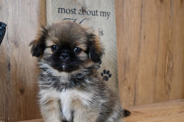 Grote foto pekinees pups dieren en toebehoren chihuahua en gezelschapshonden