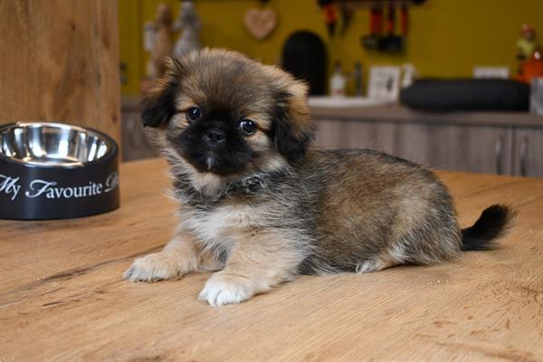 Grote foto pekinees pups dieren en toebehoren chihuahua en gezelschapshonden