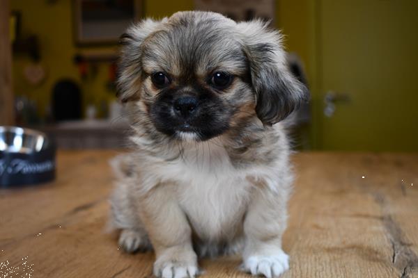 Grote foto pekinees pups dieren en toebehoren chihuahua en gezelschapshonden