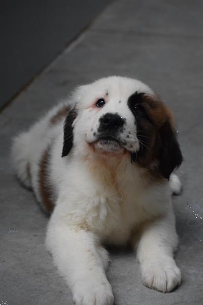 Grote foto sint bernard pups dieren en toebehoren bulldogs pinschers en molossers