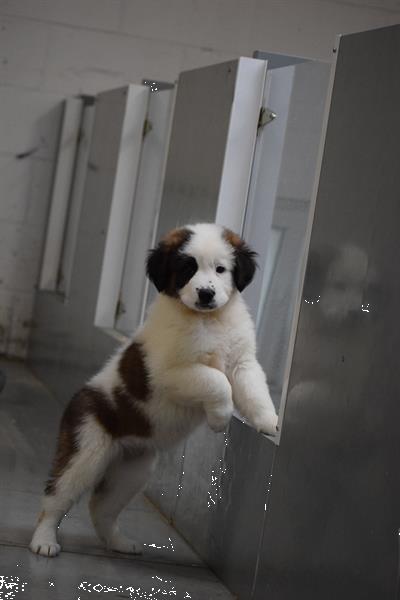 Grote foto sint bernard pups dieren en toebehoren bulldogs pinschers en molossers