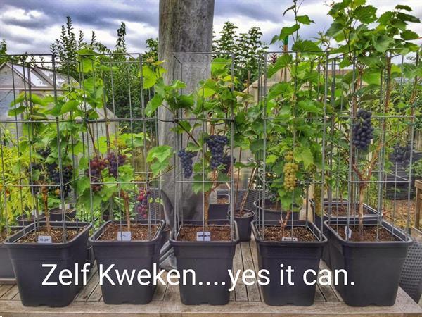 Grote foto klimplantenrekken in plantenbakken en bloembakken tuin en terras bloembakken