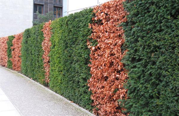 Grote foto haagplanten grote keuze in heel veel soorten tuin en terras bomen en struiken