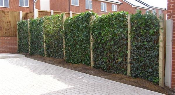 Grote foto haagplanten grote keuze in heel veel soorten tuin en terras bomen en struiken