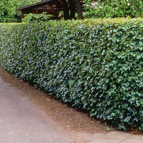 Grote foto haagplanten grote keuze in heel veel soorten tuin en terras bomen en struiken