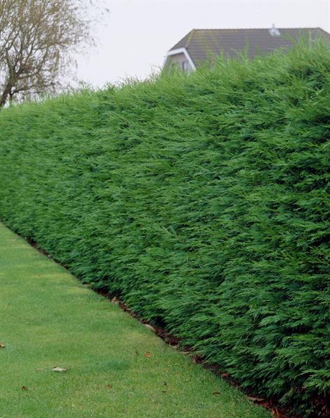 Grote foto haagplanten grote keuze in heel veel soorten tuin en terras bomen en struiken