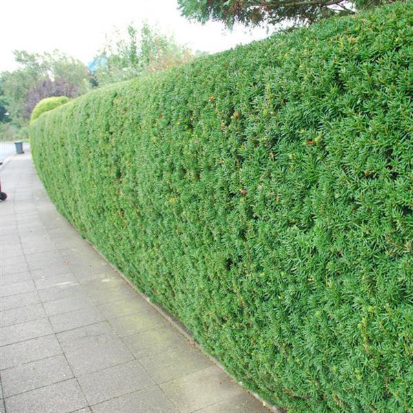 Grote foto haagplanten grote keuze in heel veel soorten tuin en terras bomen en struiken