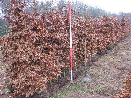 Grote foto haagplanten grote keuze in heel veel soorten tuin en terras bomen en struiken