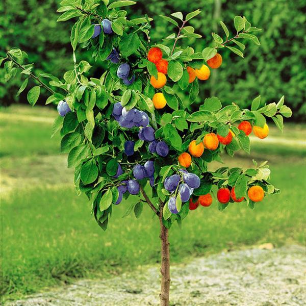 Grote foto fruitplanten nieuwe en ouden soorten. tuin en terras fruitbomen