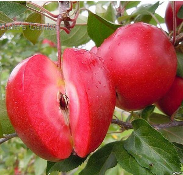 Grote foto fruitplanten nieuwe en ouden soorten. tuin en terras fruitbomen