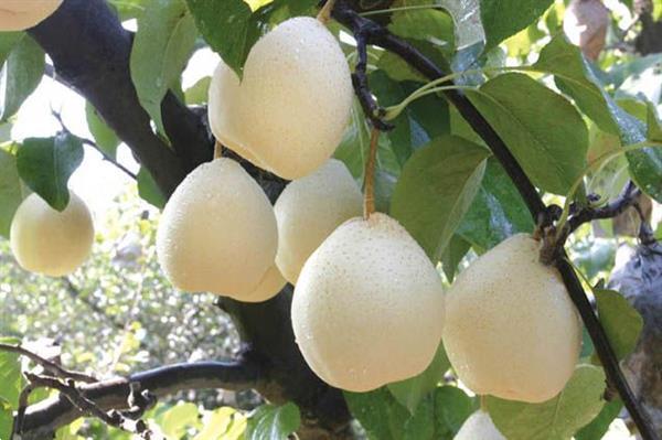 Grote foto fruitplanten nieuwe en ouden soorten. tuin en terras fruitbomen