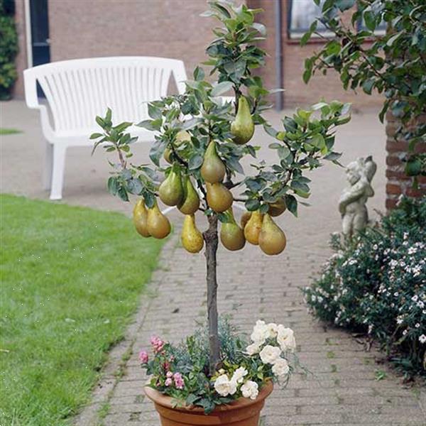 Grote foto fruitplanten nieuwe en ouden soorten. tuin en terras fruitbomen