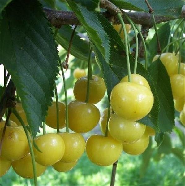 Grote foto fruitplanten nieuwe en ouden soorten. tuin en terras fruitbomen