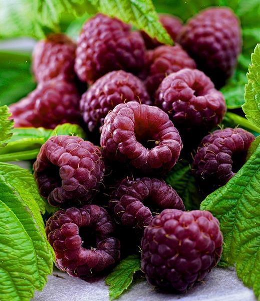 Grote foto kleinfruit in velen soorten nu aangeboden tuin en terras fruitbomen