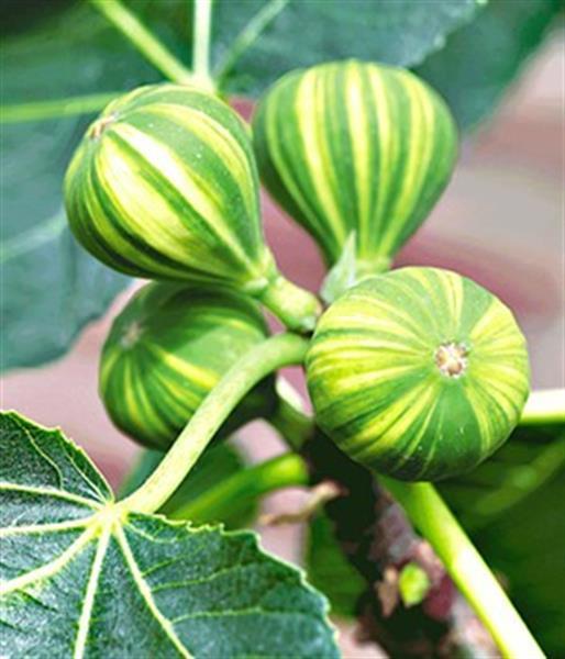 Grote foto kleinfruit in velen soorten nu aangeboden tuin en terras fruitbomen