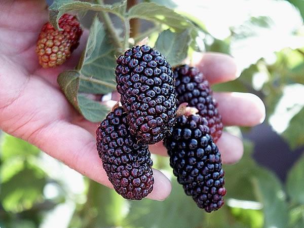 Grote foto kleinfruit in velen soorten nu aangeboden tuin en terras fruitbomen