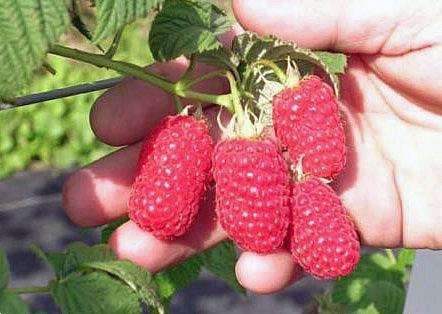 Grote foto kleinfruit in velen soorten nu aangeboden tuin en terras fruitbomen