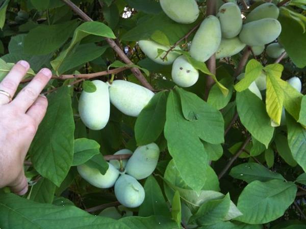 Grote foto kleinfruit in velen soorten nu aangeboden tuin en terras fruitbomen