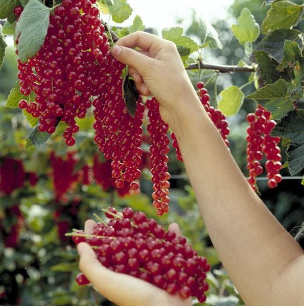 Grote foto kleinfruit in velen soorten nu aangeboden tuin en terras fruitbomen