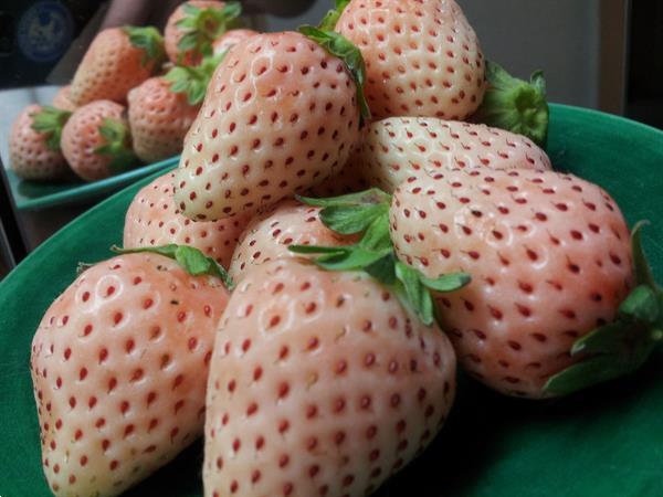 Grote foto aardbeien groot sortiment soorten. tuin en terras fruitplantjes