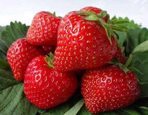 Grote foto aardbeien groot sortiment soorten. tuin en terras fruitplantjes