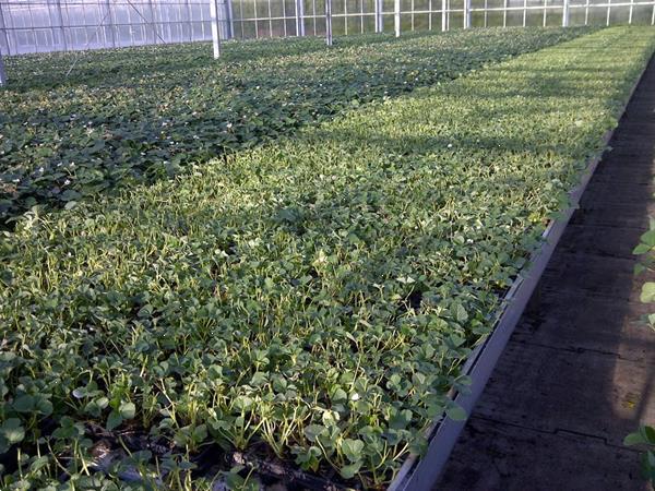 Grote foto aardbeien groot sortiment soorten. tuin en terras fruitplantjes