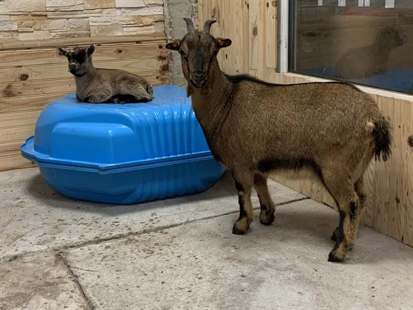 Grote foto te koop 2 x dwerggeitjes mama en dochter dieren en toebehoren schapen geiten en varkens