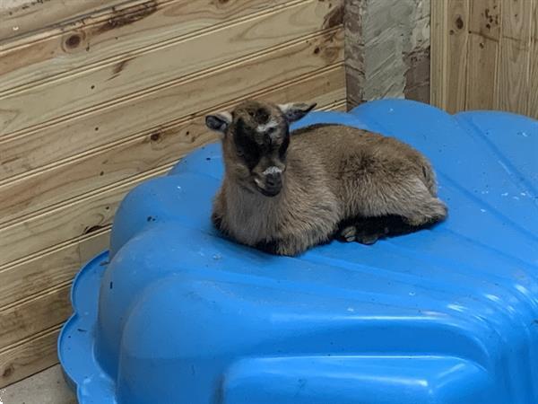 Grote foto te koop 2 x dwerggeitjes mama en dochter dieren en toebehoren schapen geiten en varkens