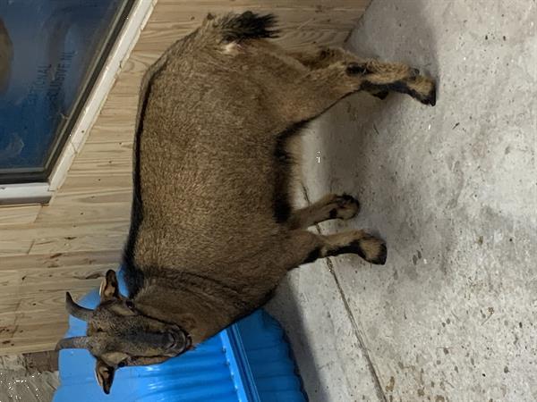 Grote foto te koop 2 x dwerggeitjes mama en dochter dieren en toebehoren schapen geiten en varkens