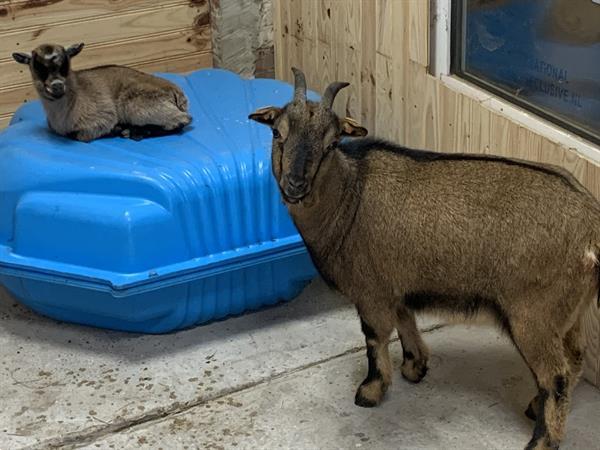 Grote foto te koop 2 x dwerggeitjes mama en dochter dieren en toebehoren schapen geiten en varkens