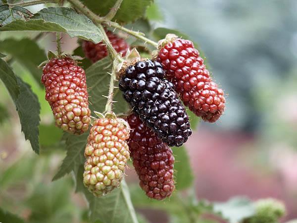 Grote foto bramen soorten met super grote vruchten tuin en terras fruitplantjes