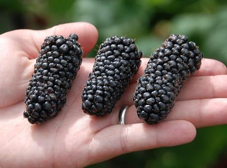 Grote foto bramen soorten met super grote vruchten tuin en terras fruitplantjes