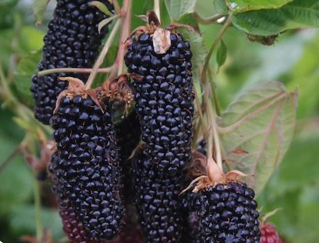 Grote foto bramen soorten met super grote vruchten tuin en terras fruitplantjes