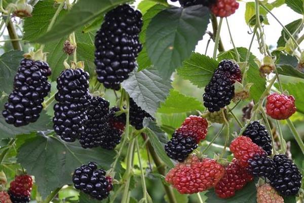 Grote foto bramen soorten met super grote vruchten tuin en terras fruitplantjes